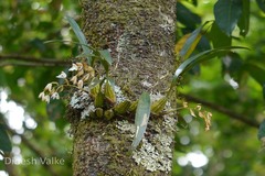 Coelogyne breviscapa